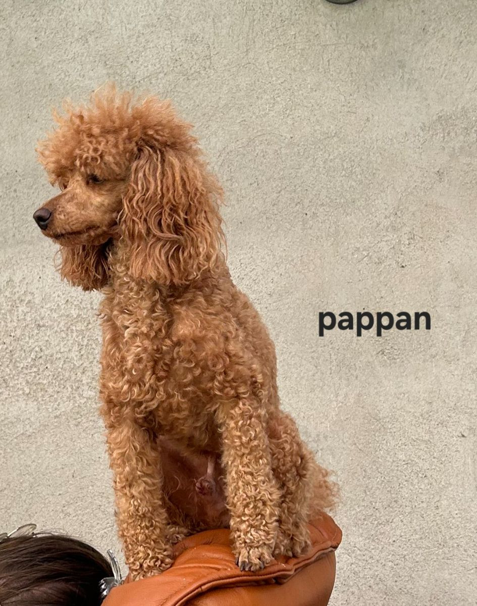 Maltipoo