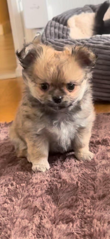 Mini chipette
