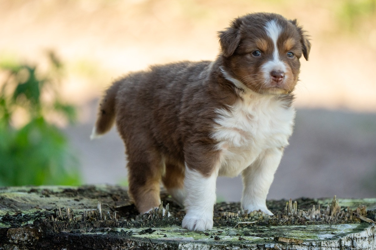 Maple Force Aussies