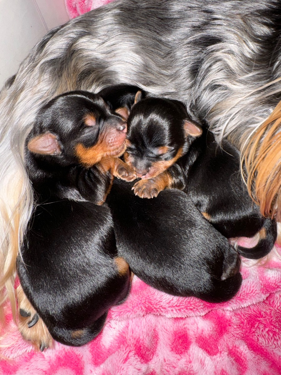 Yorkshire Terrier