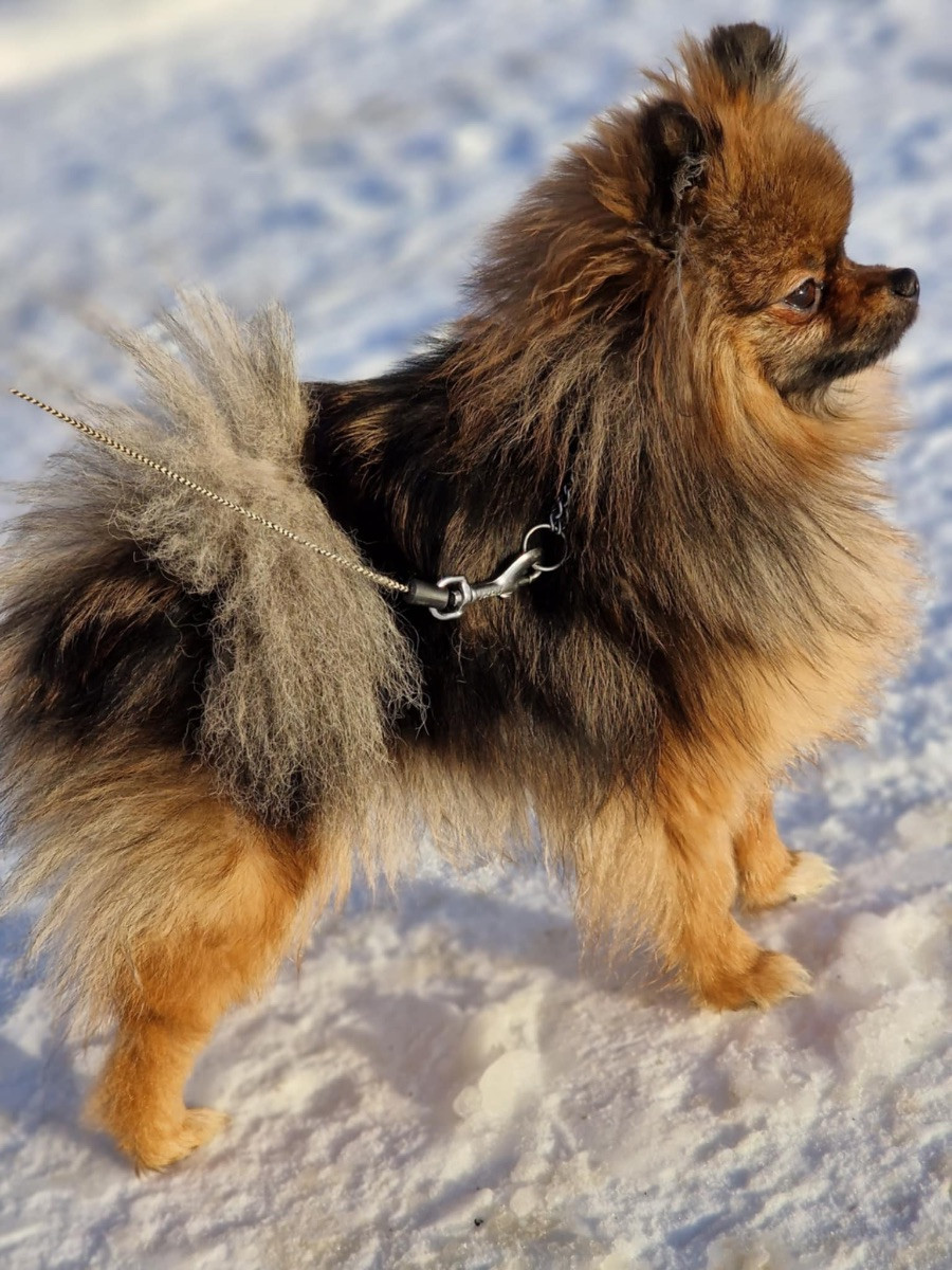 Pomeranian