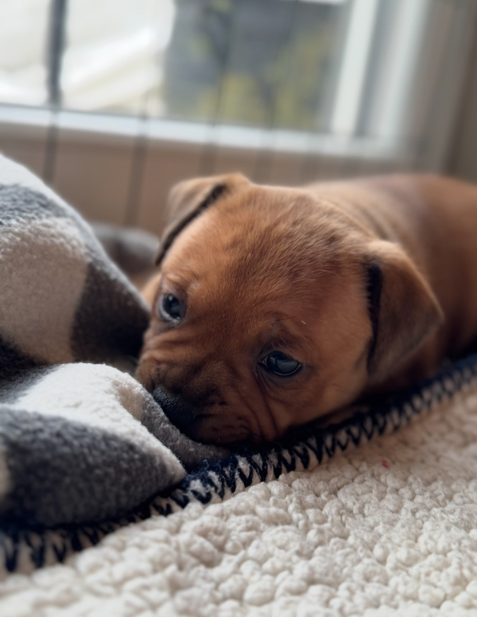 Staffordshire Bull Terrier