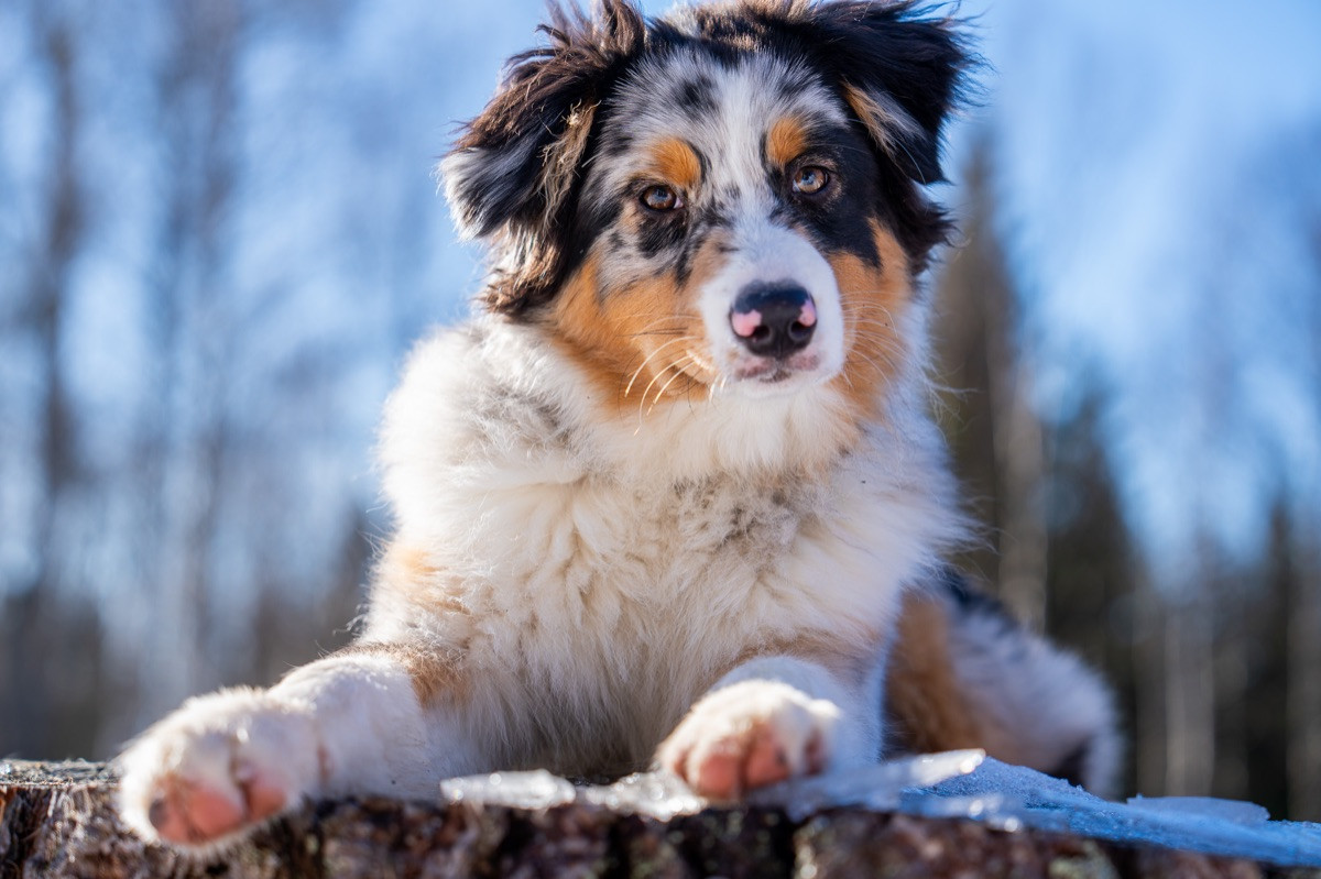 Maple Force Aussies