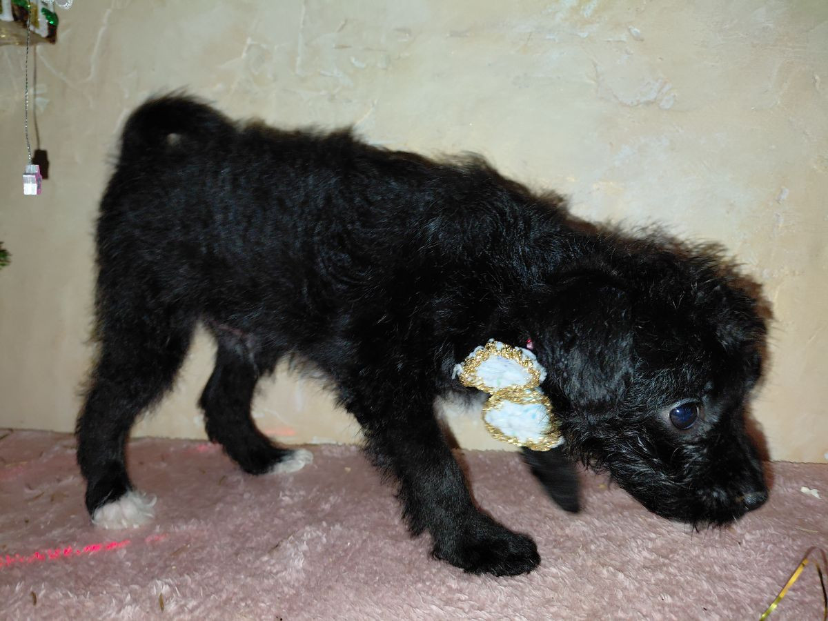 Jackapoo · 2025-10-27 · Sollentuna · Ljudmila P.