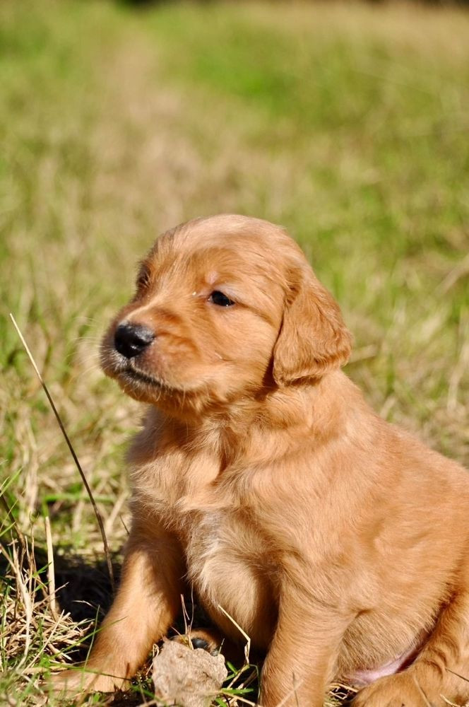 Golden Retriever