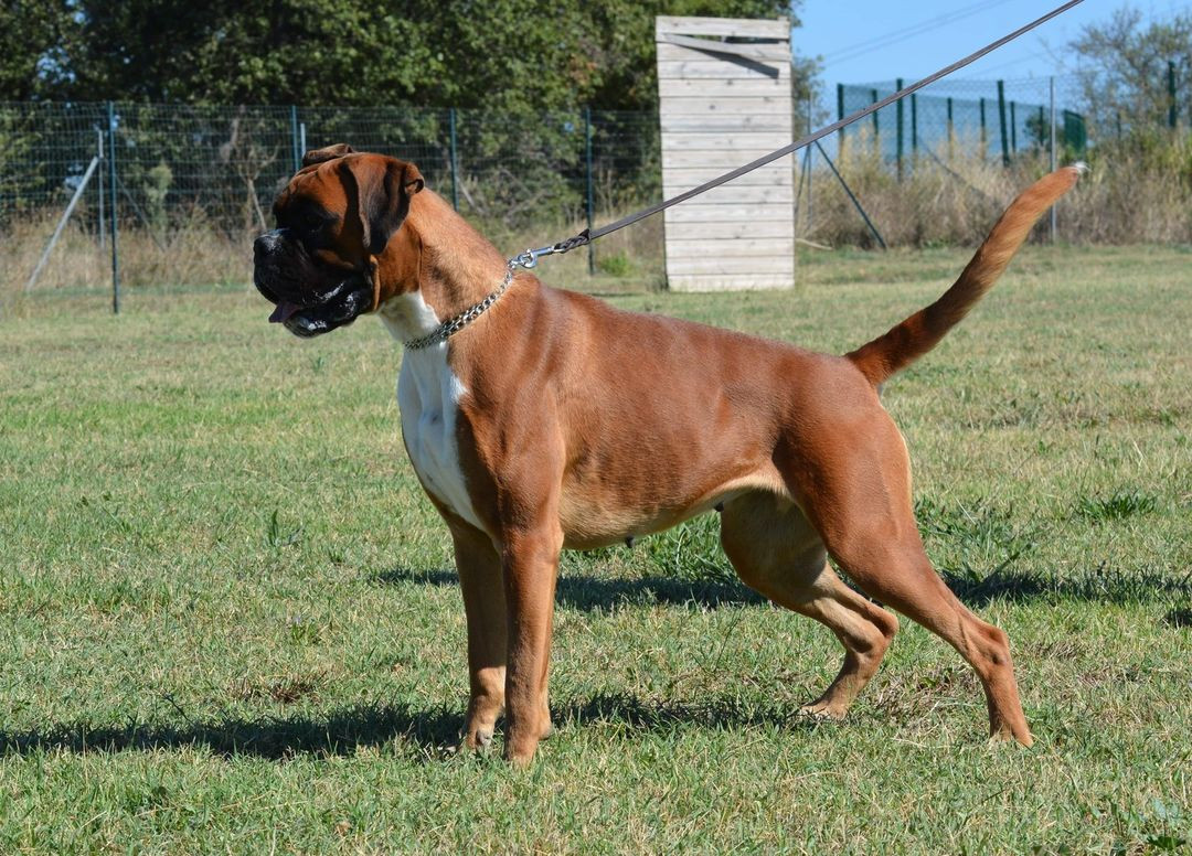 Pawla du clos du Griffin