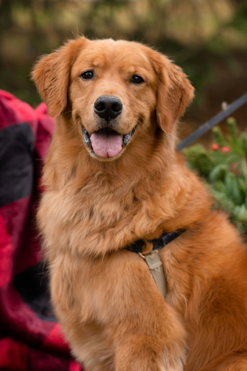 Skåneretrievers