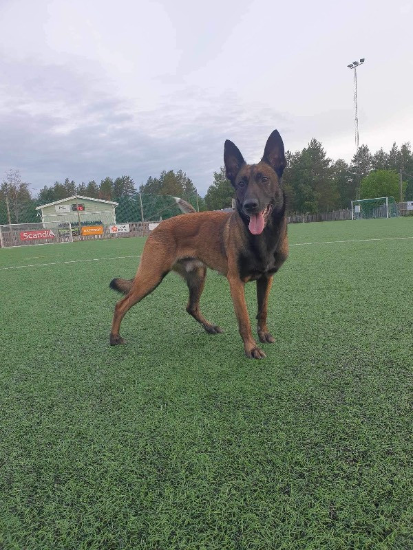 Belgisk vallhund – malinois