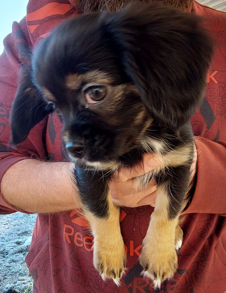 Cavalier Chihuhua Chilier · 2025-09-21 · Skinnskatteberg · Helene L.