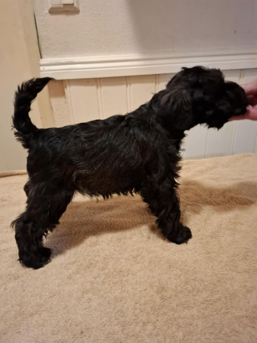 Miniature Schnauzer