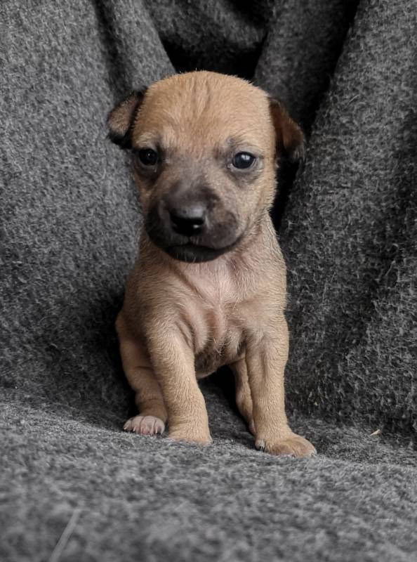 American Hairless Terrier