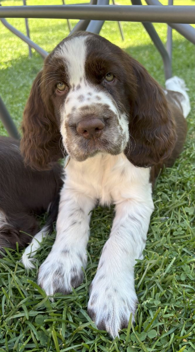 Passion Spaniels