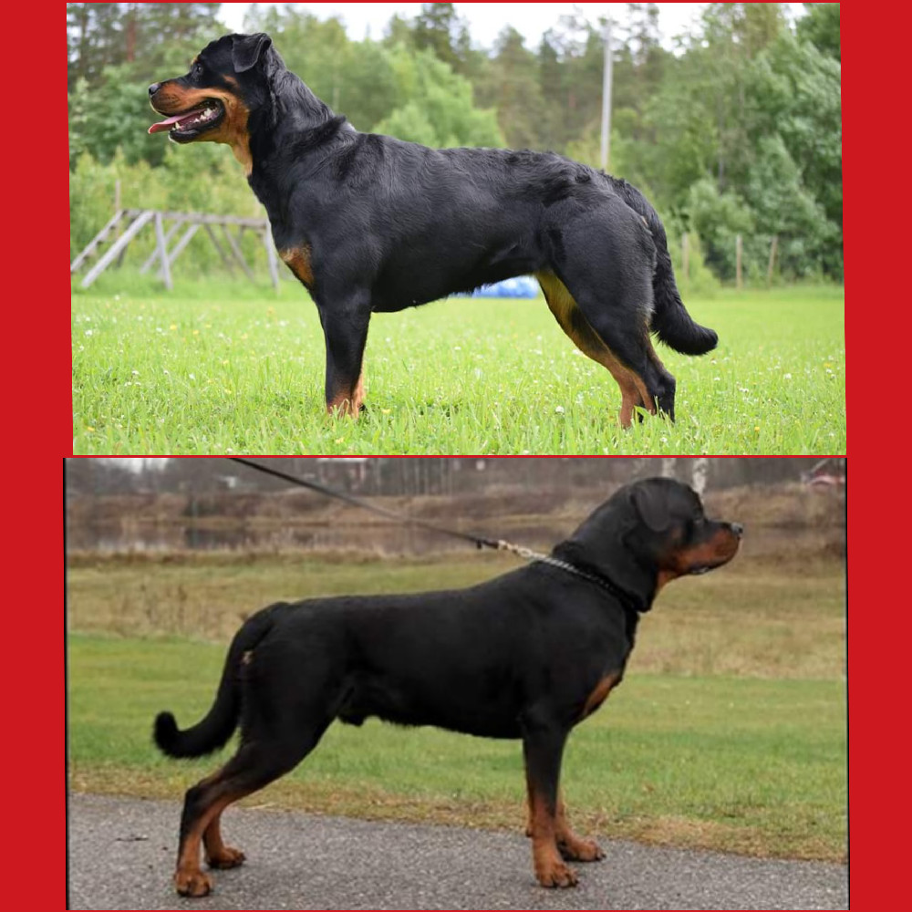 Nordkalottens kennel