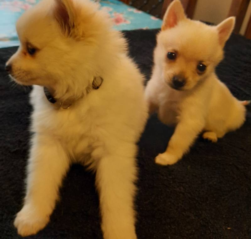 LexieLejas