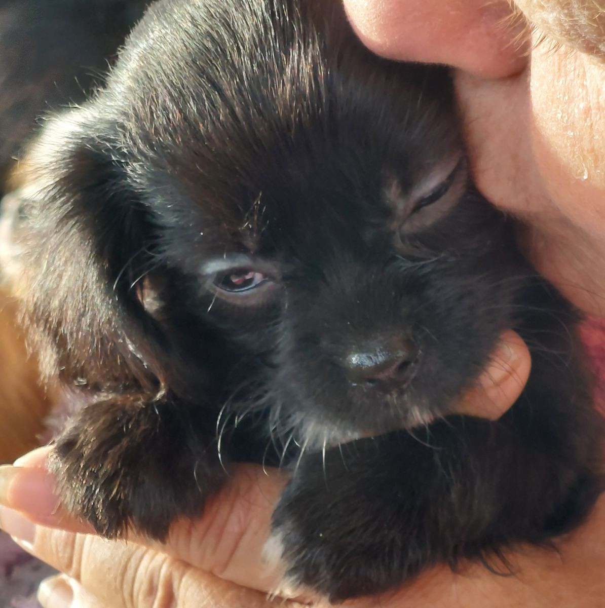 Chilier Cavalier · 2025-09-21 · Skinnskatteberg · Helene L.