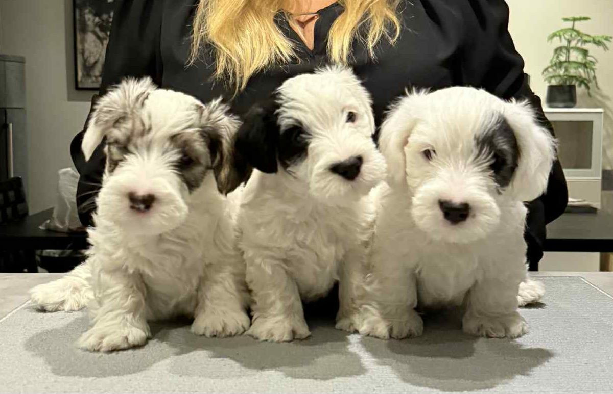 White clownes