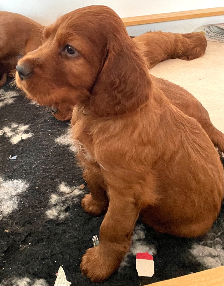 Irish Setter