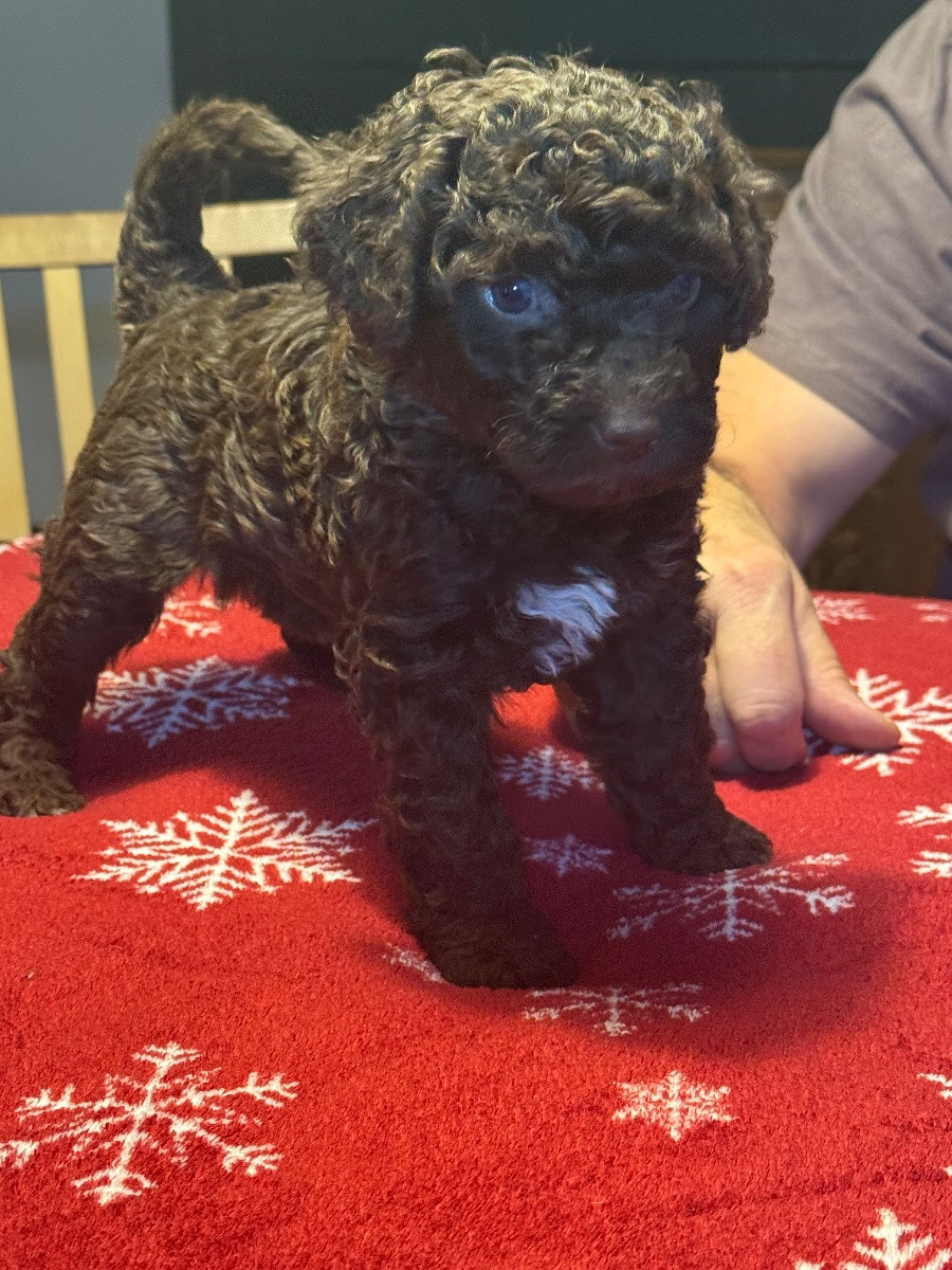 Spanish Water Dog (Perro de Agua Espanol)