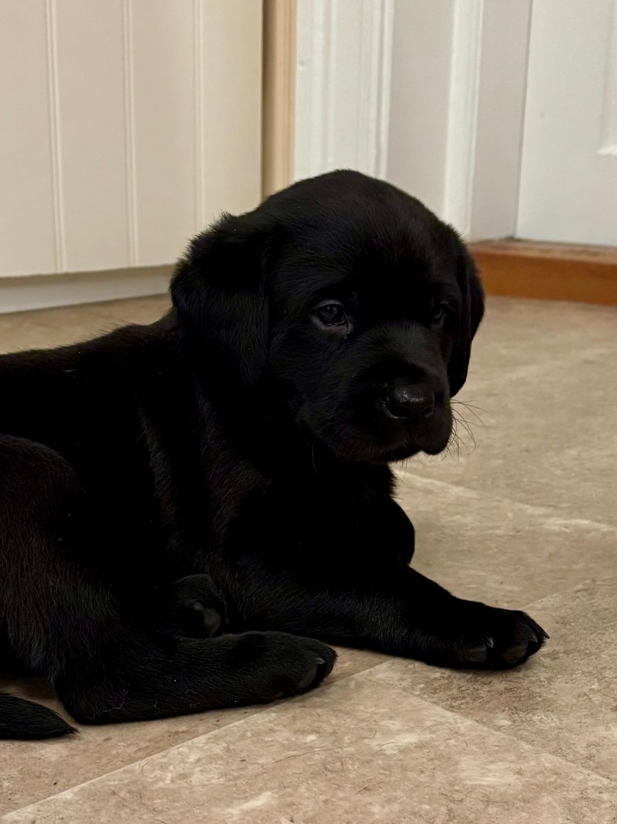 Labrador Retriever