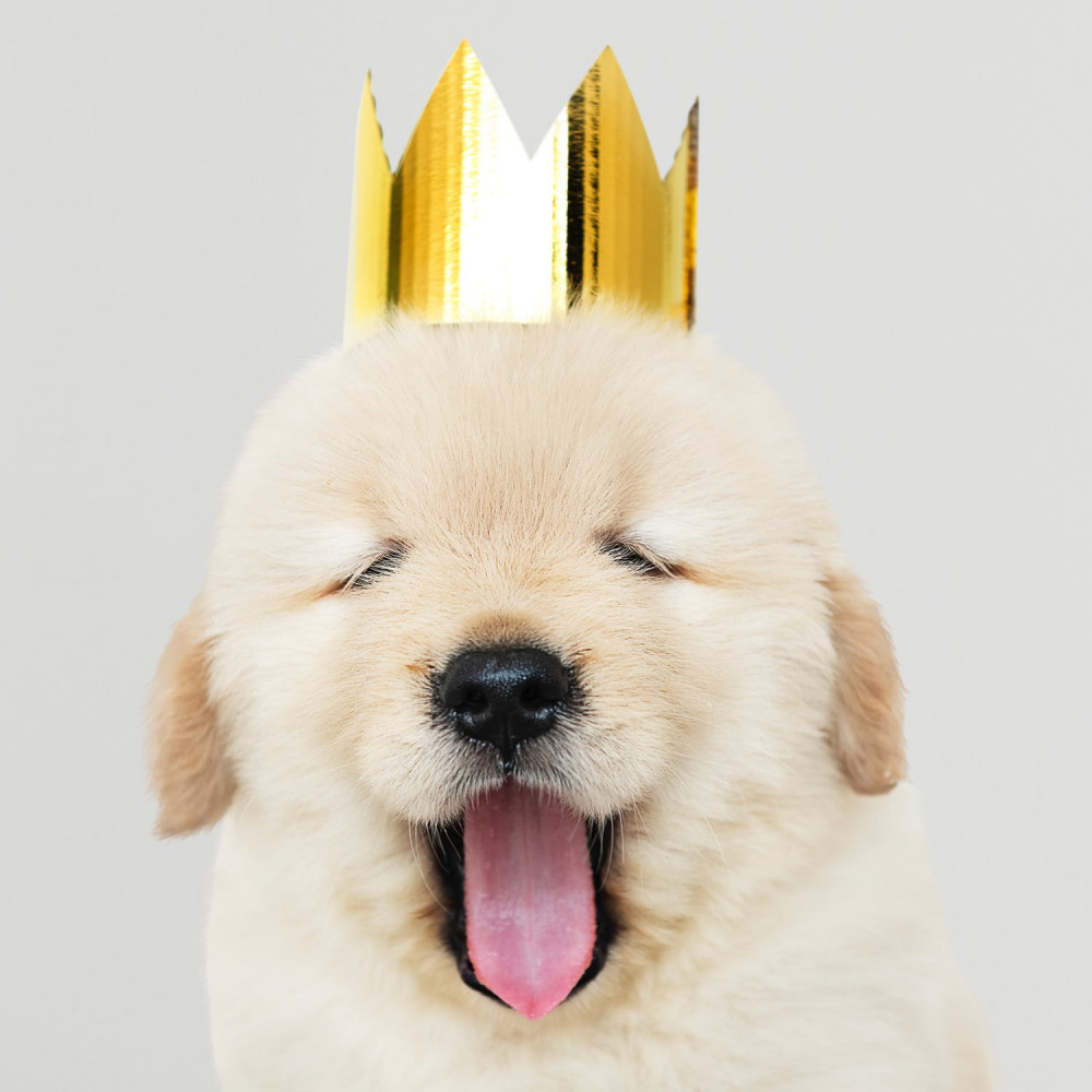 Fifty Most Common Dog Names 2018