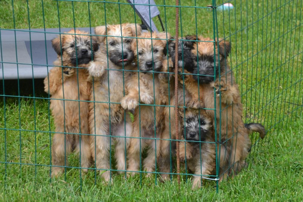 Irsk softcoated wheaten terrier