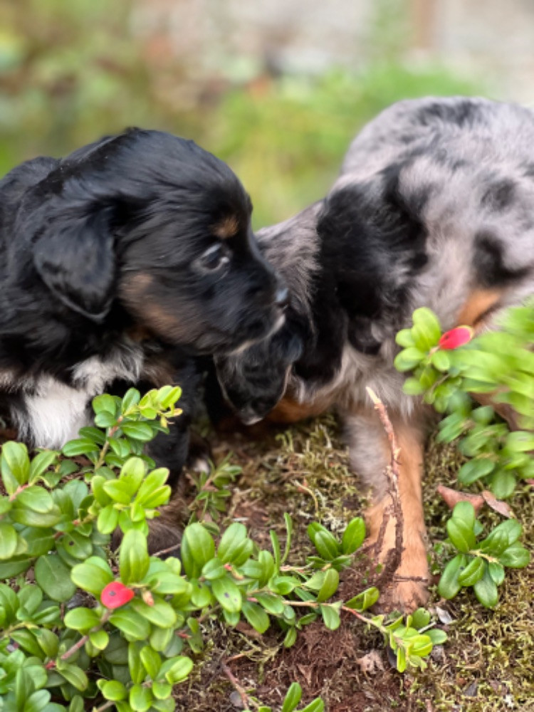 Isadoras Pudel och Cockerpoo