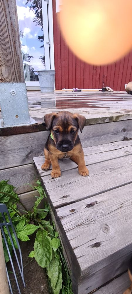 Tysk/Patterdale terrier
