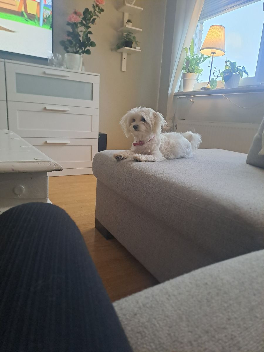 Maltipoo