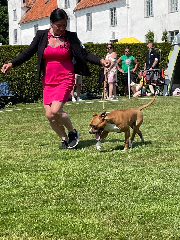 American staffordshire terrier