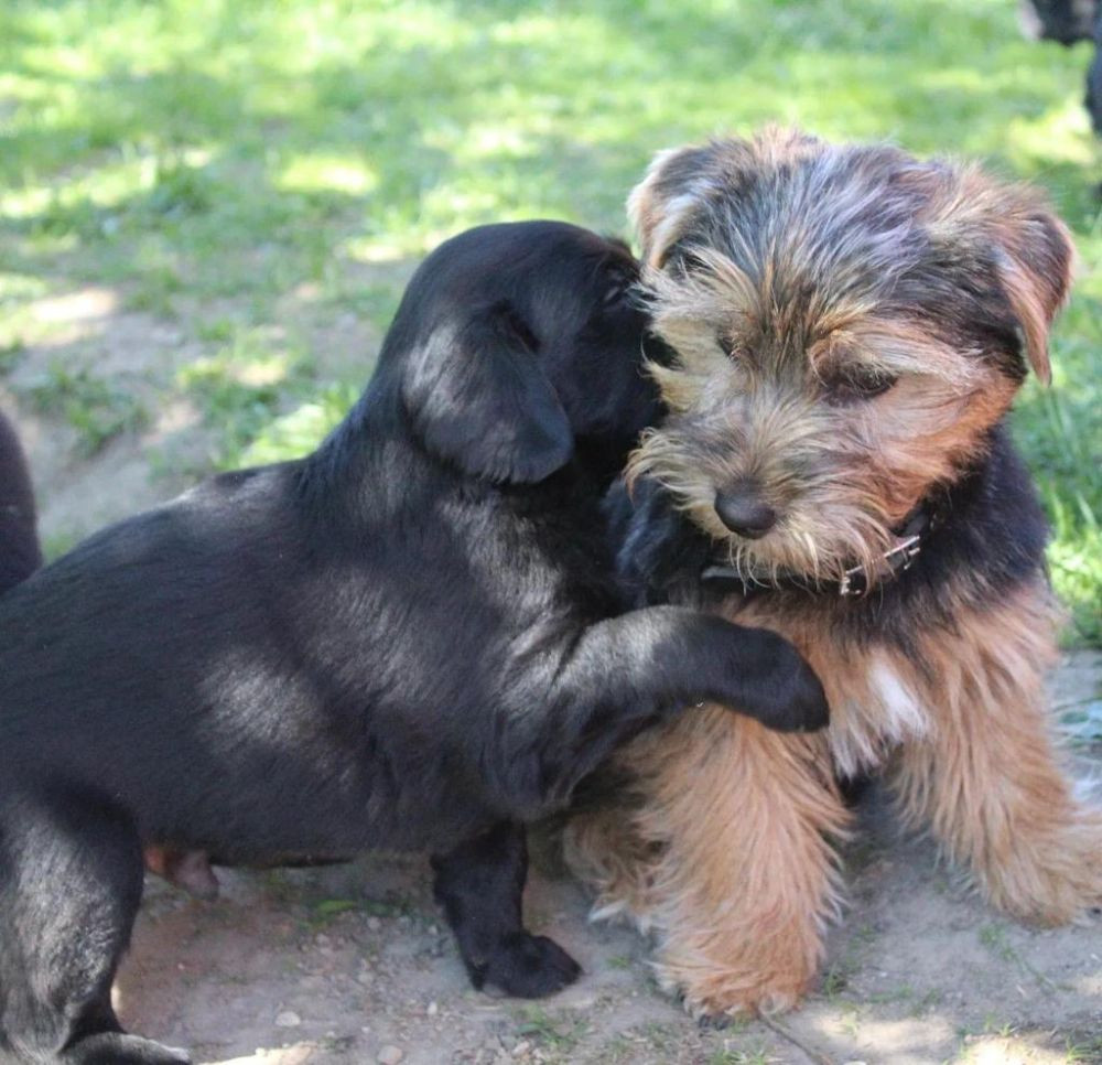 Trollkarlens Kennel