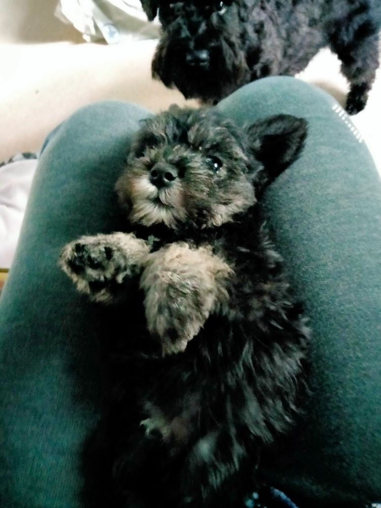 Mini Frend