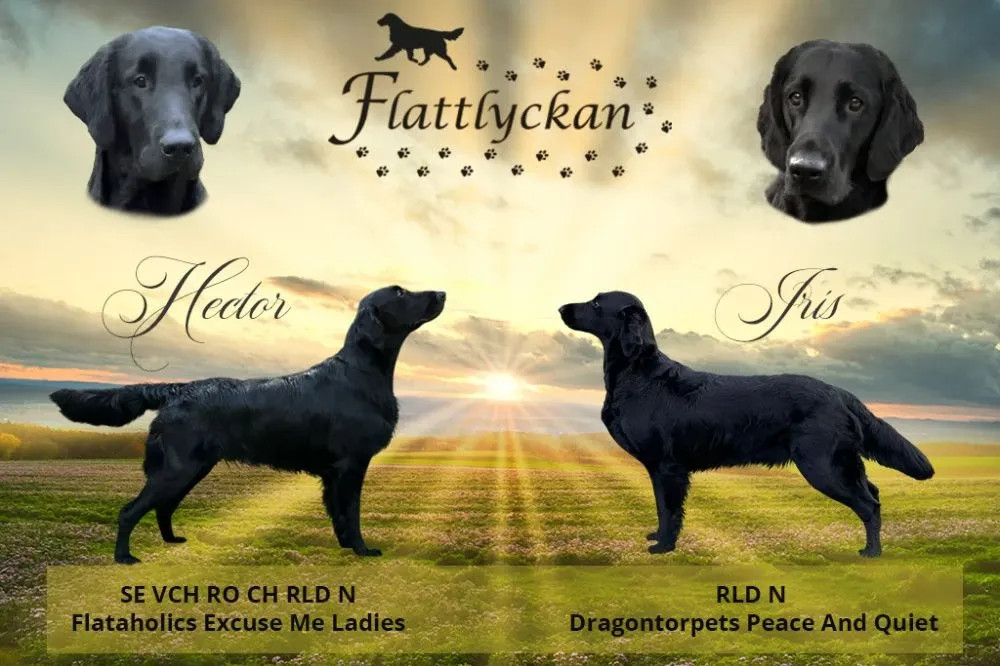 Flattlyckan