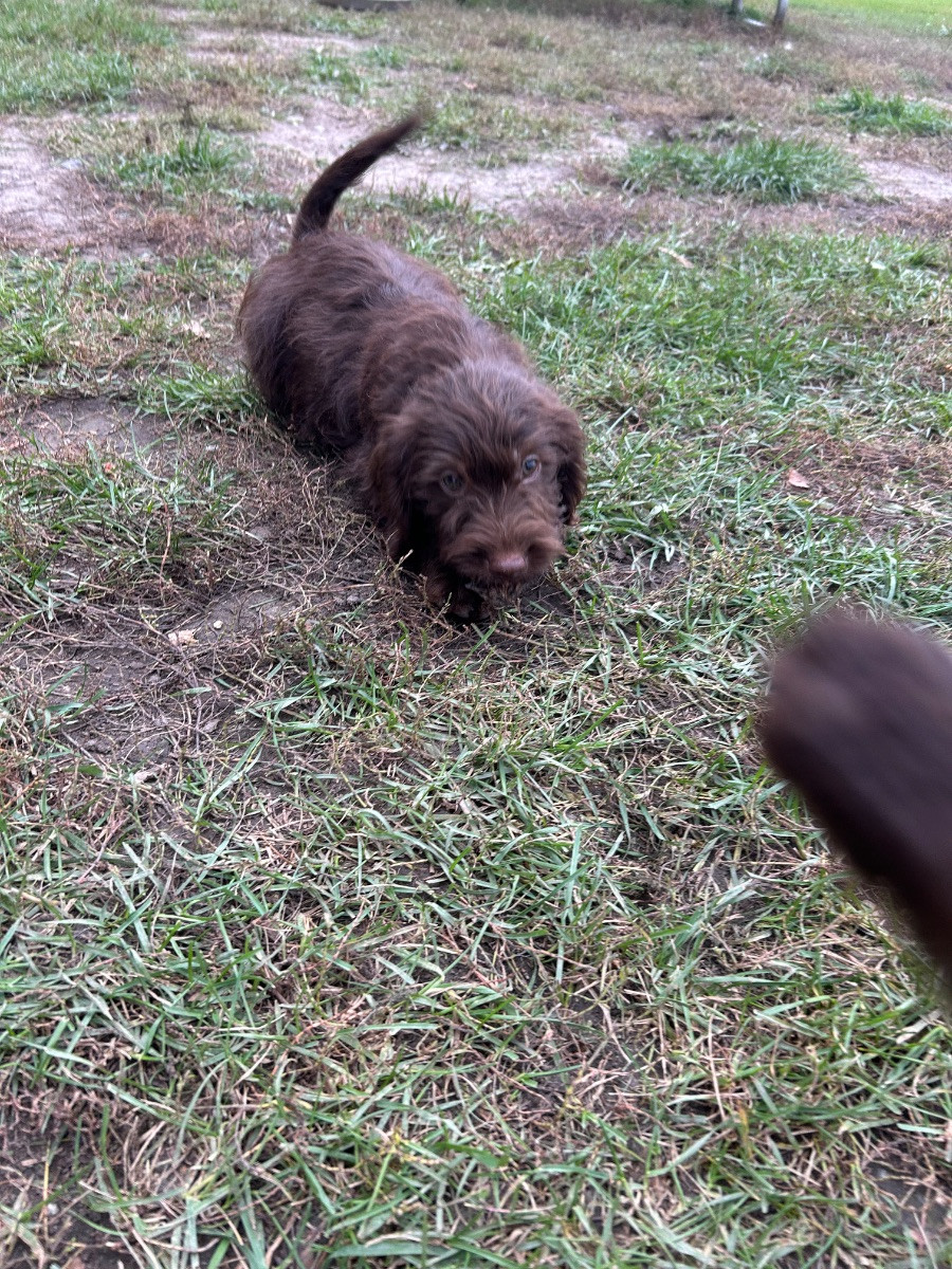 Labradoodle mellan