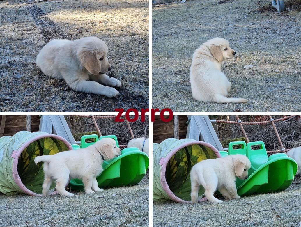Golden Retriever