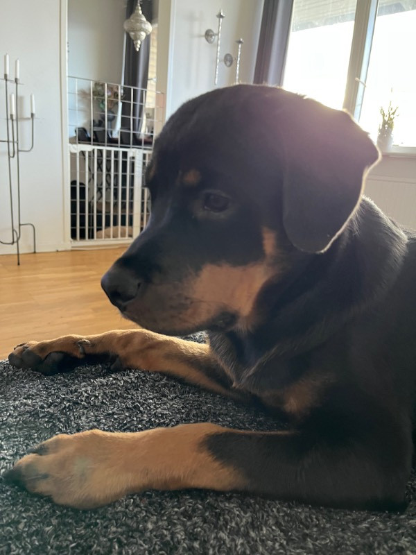 Black magnificents kennel