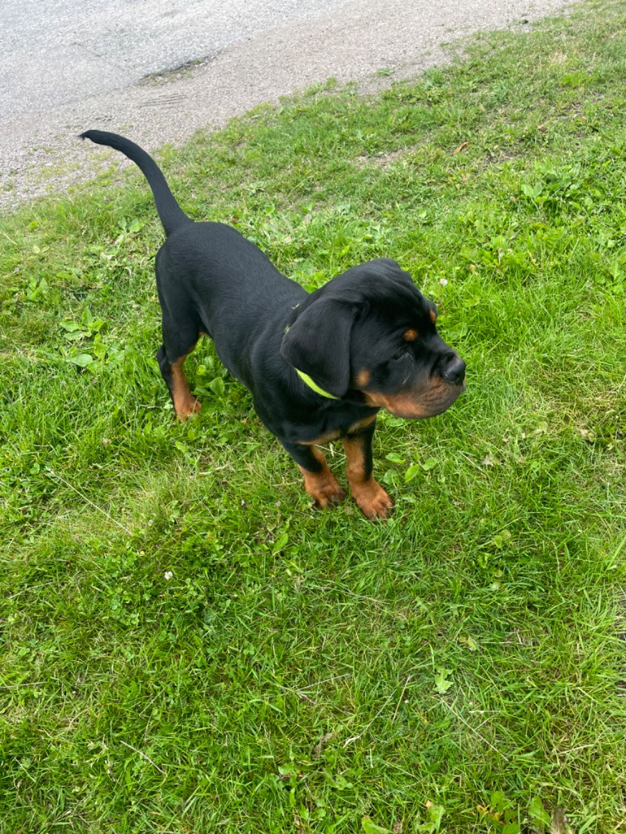 Rottweiler