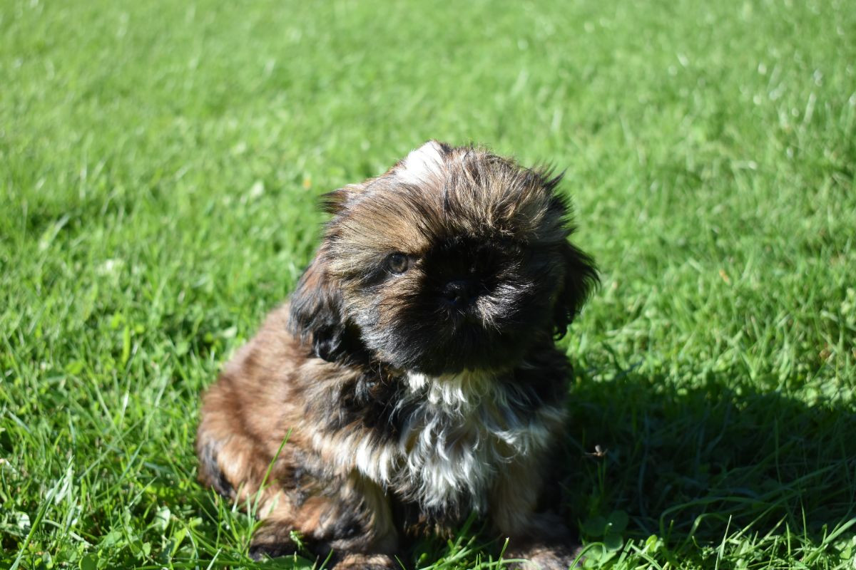 The merry shih-tzu family