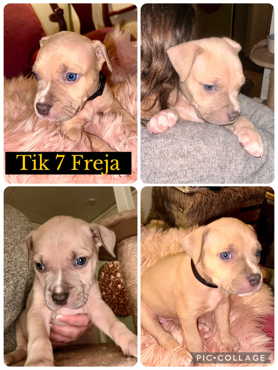 Amstaff BullyXL · 2025-11-27 · Stallarholmen · Anna E.