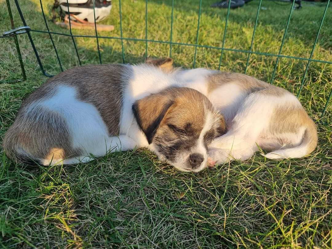Lhasa appso/jackrussel, fransk bulldog