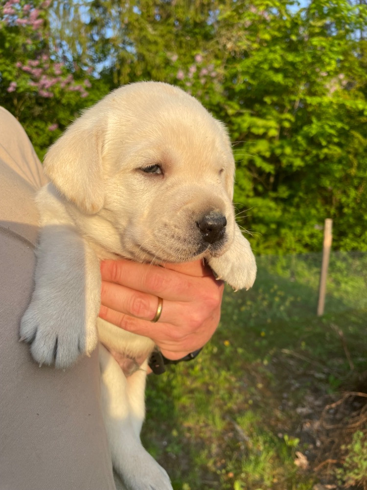 Labtrackdogx