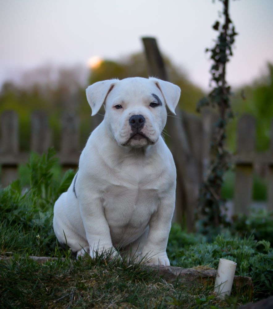 Redhouse Bully