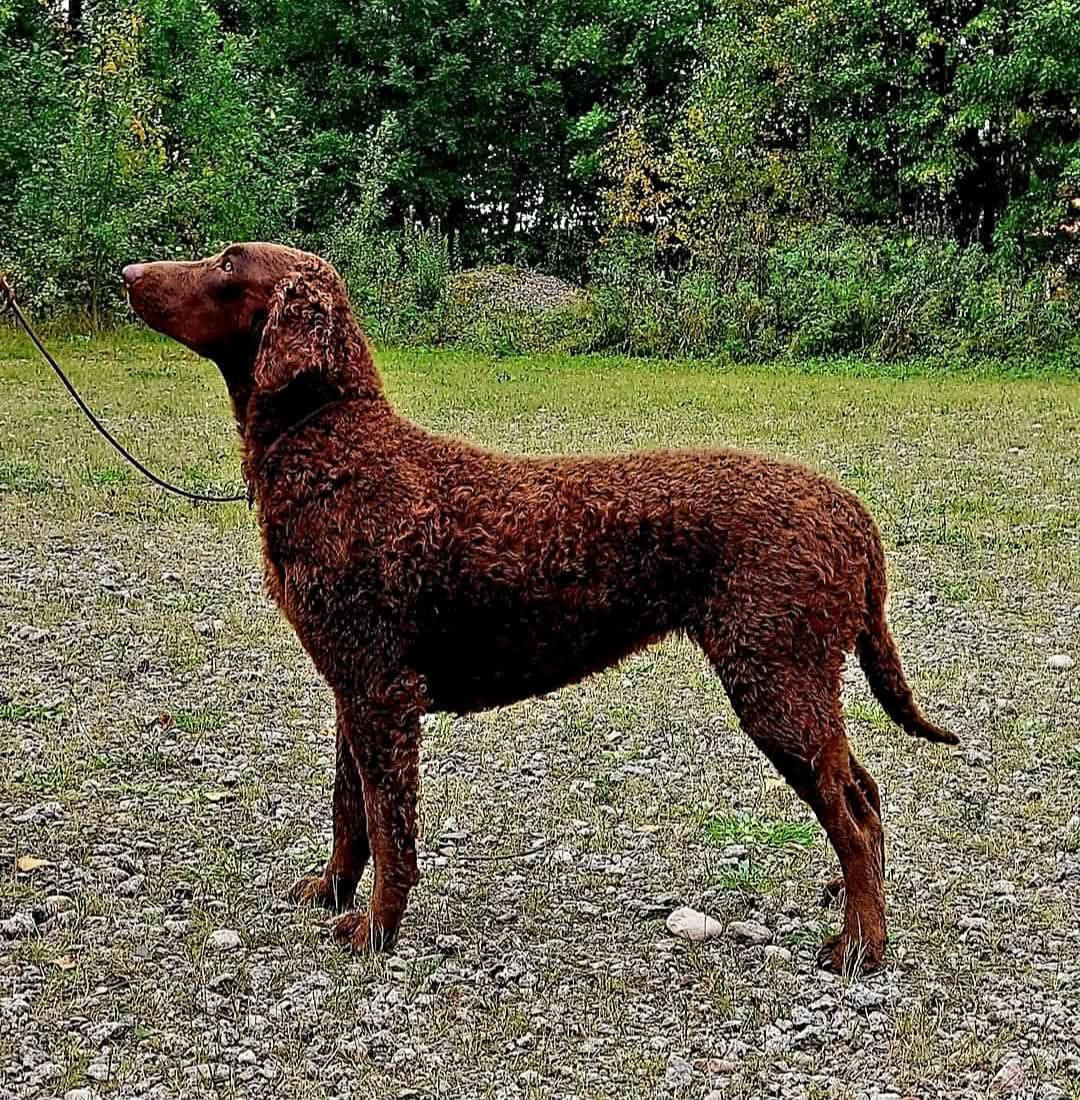 Svansviftarnas kennel