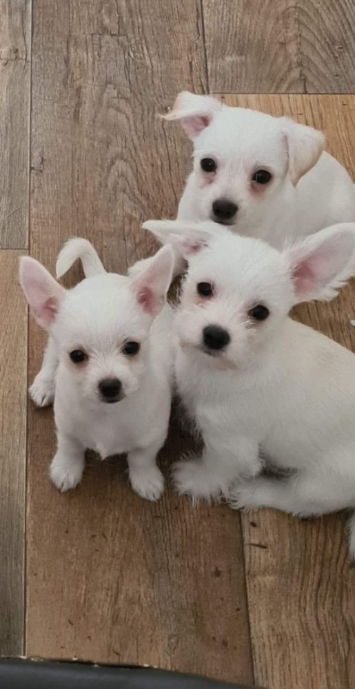 malteser  chihuahua ( Malchi )