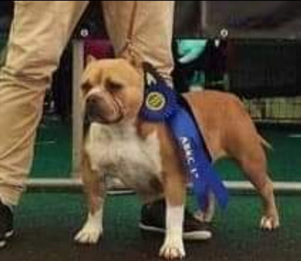 Redhouse Bully