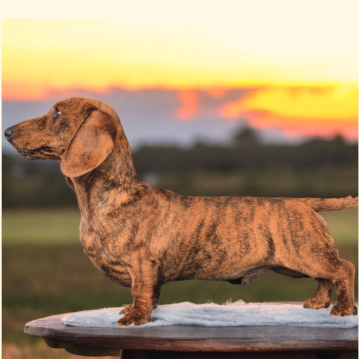 Manaca's Eye Of The Tiger