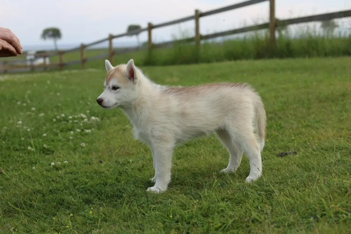 Siberian husky