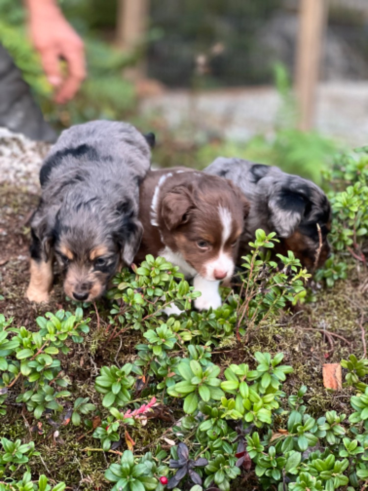 Isadoras Pudel och Cockerpoo