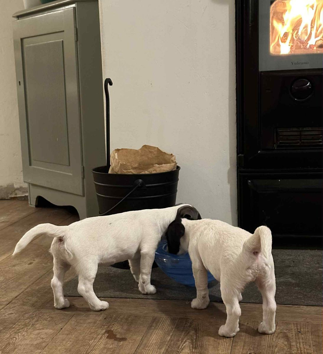 Jack Russell Terrier