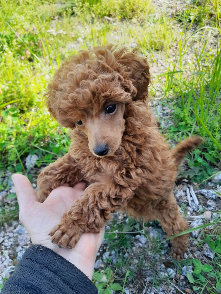 Toy Poodle