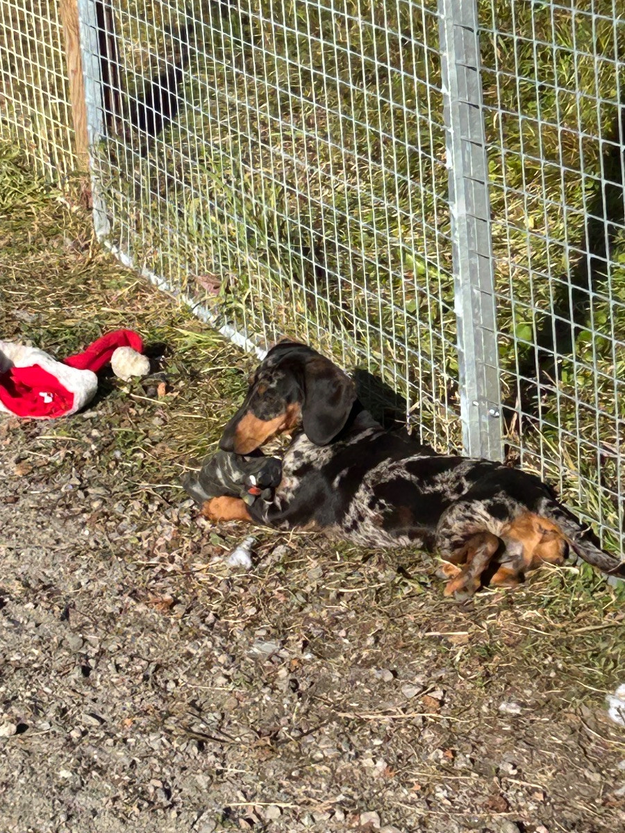 Dachshund